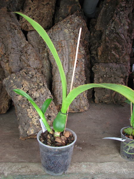 Brassia Enteral Wind 'Summer Dream.jpg