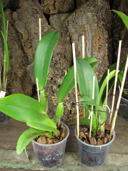 Brassolaeliocattleya Chia Lin 'New City' (Oconee x Maitland).jpg