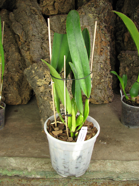 Laeliocattleya C G Roebling 'Blue Indigo'.jpg