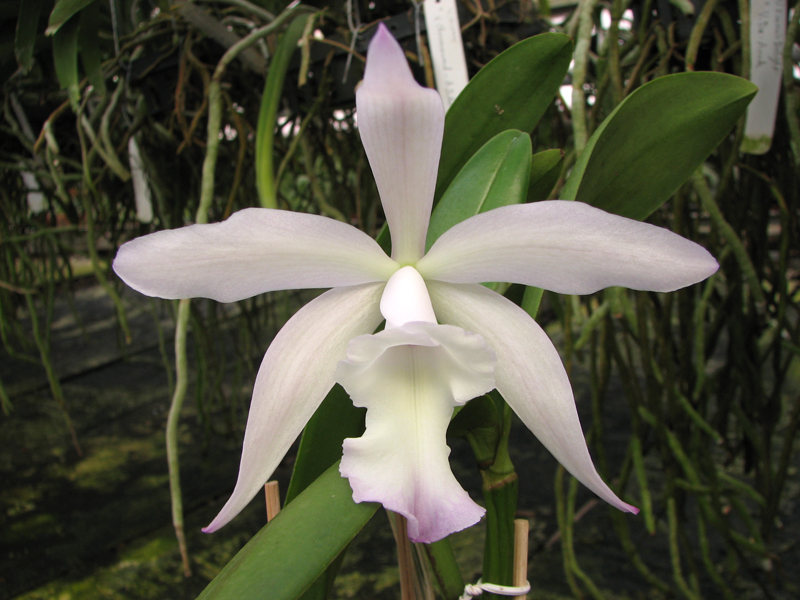 Brassavola glauca x Cattleya intermedia.jpg
