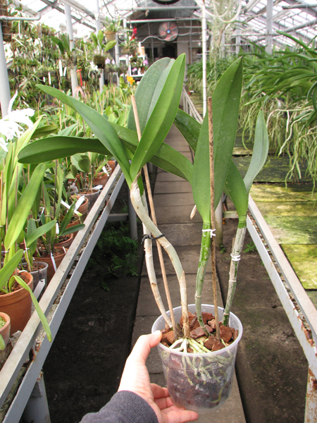 (Brassavola digbyana x Rhyncholaeliocattleya Young Kong) 'ORCHIS'.jpg