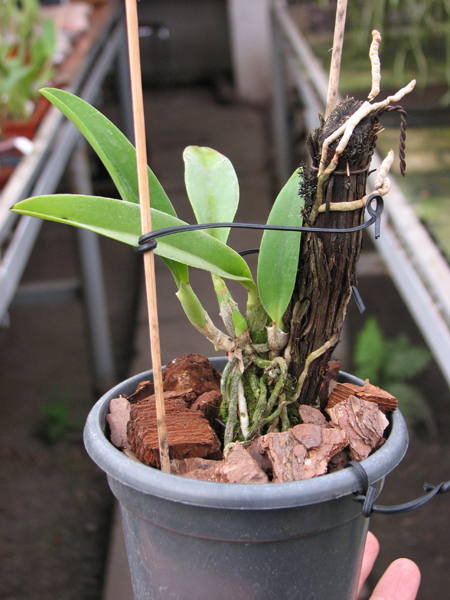Laelia jongheana.jpg