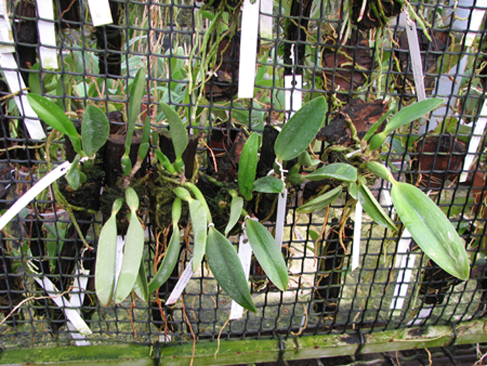 Laelia jongheana alba (Z-88) x Laelia jongheana suavissima.jpg