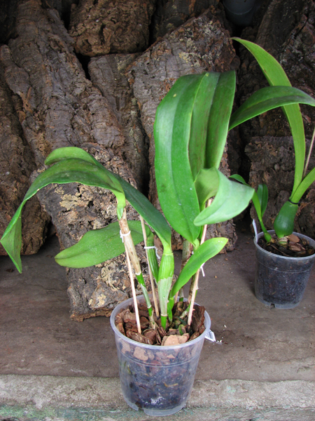 Sophrolaeliocattleya Tutankamen 'Pop'.jpg
