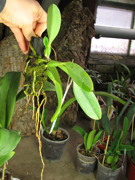 Laelia jongheana alba (Z-88) x Laelia jongheana suavissima.jpg