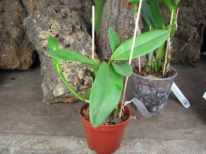 Laeliocattleya Cariad's Mini-Quinee 'Angel Kiss'.jpg