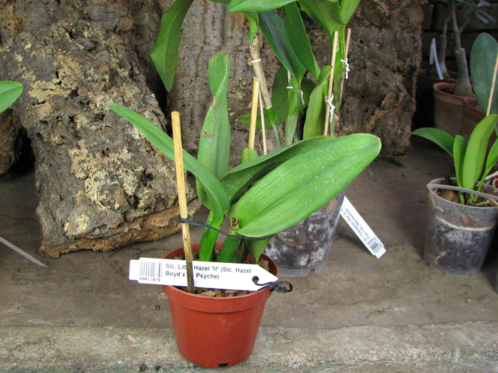 Sophrolaeliocattleya Little Hazel 'M'.jpg