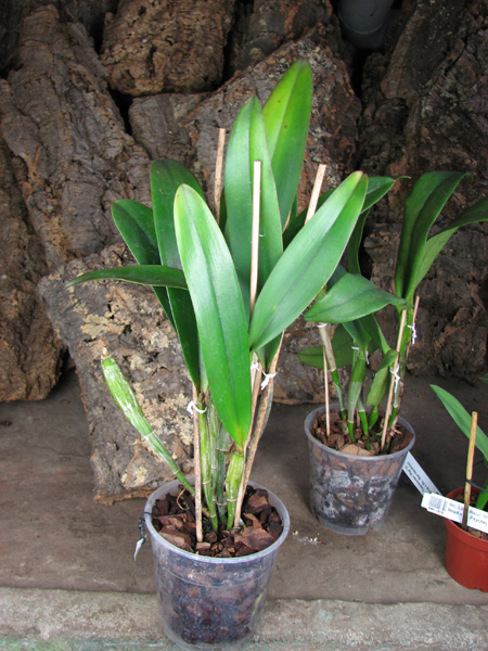 Laelia tenebrosa x Cattleya Penny Kuroda 'spots'.jpg