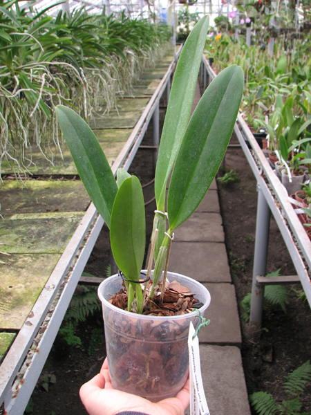 Brassolaeliocattleya Fort Watson 'Mendenhall'.jpg