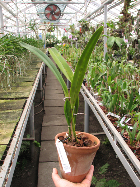 Laelia purpurata werkhauseri x sib.jpg