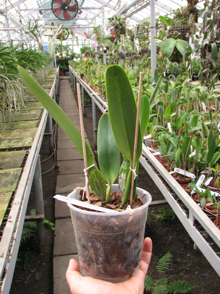Laelia purpurata werkhauseri x Laelia purpurata werkhauseri.jpg
