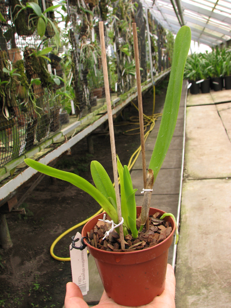 Laelia purpurata werkhauseri striata x SELF.jpg