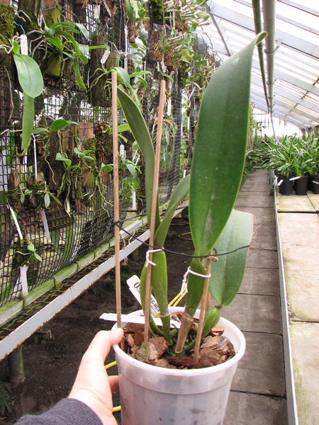 Laeliocattleya Imperial Wings 'Noble'.jpg