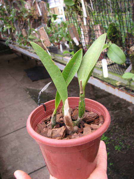 Laeliocattleya Hwa Yuan Angel 'Little Beauty'.jpg