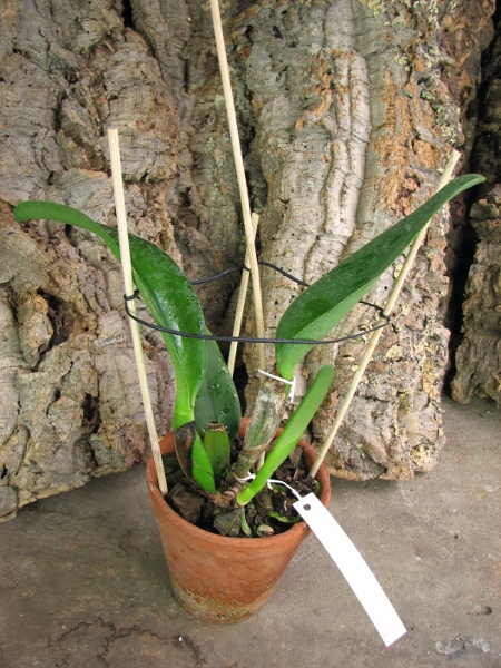 Potinara Spanish Eyes 'Tian Mu' (Apricot Flare x Memoria Wang Tzu-Chang).JPG