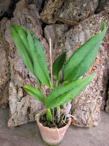 Potinara Haw Yuan Gold 'YC#2' (Pot. Lemon Tree x Blc. Tassie Barbero).JPG