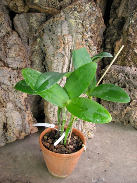 Rhyncholaeliocattleya Waianae Leopard 'Ching Hua'.JPG