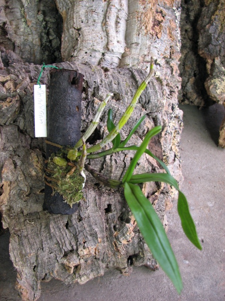 Dendrobium cariniferum.JPG
