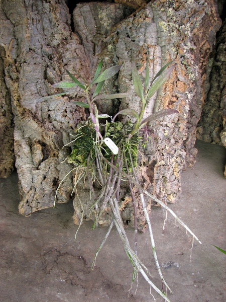Dendrobium cerinum fma. album.JPG