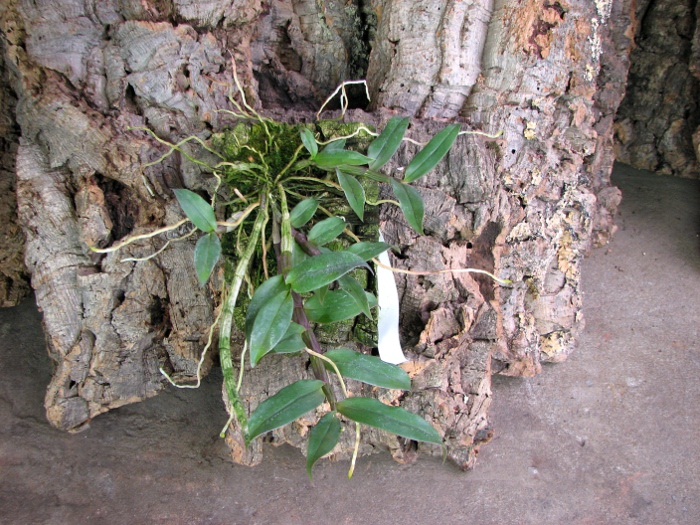 Dendrobium cerinum.JPG