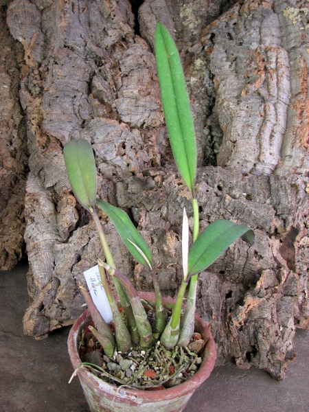 Laelia flava.JPG