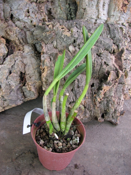 Laelia briegeri.JPG