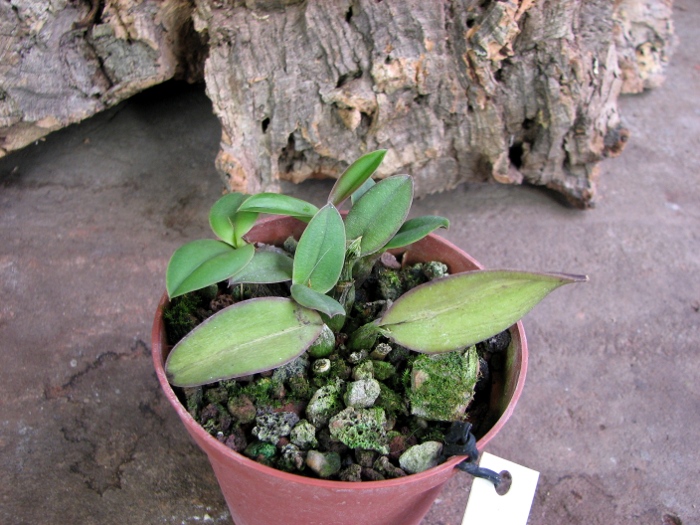 Laelia millerii BV x Laelia millerii 'Cristiane'.JPG