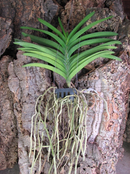 Vanda Pure's Wax 'Purplish Blue'.JPG