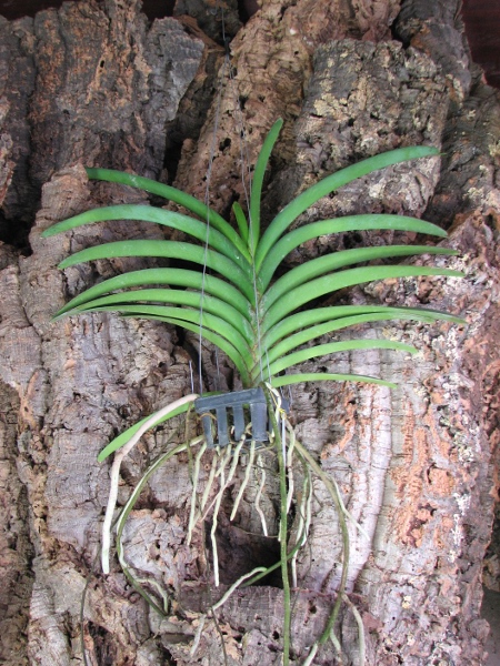 Ascocenda Somsri Gold.JPG
