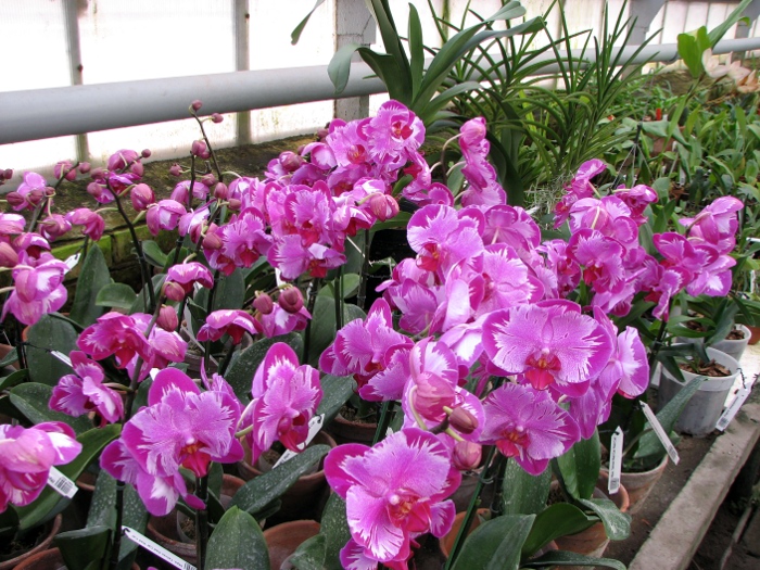 Doritaenopsis Taiwan Red Cat 'Red Cat'.JPG