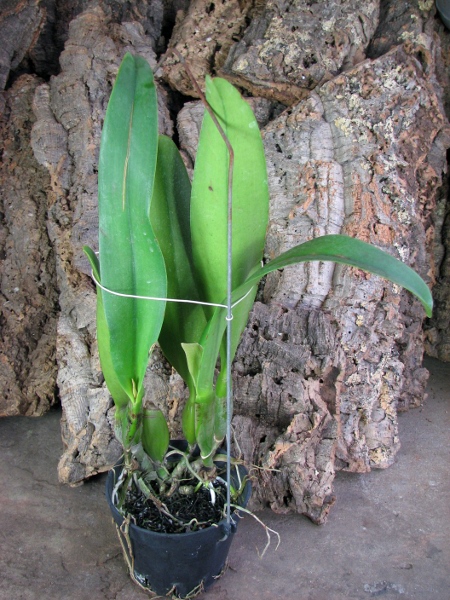 Brassolaeliocattleya Pamela Hetherington.JPG