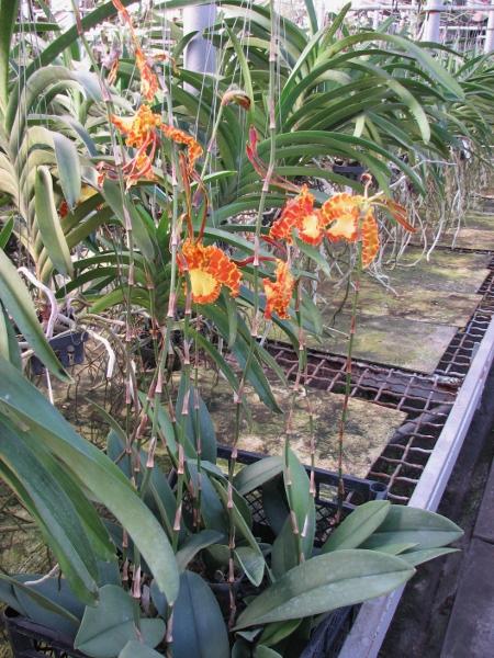 Psychopsis Kalihii 'Big'.JPG