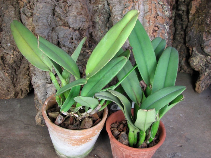 Cattleya maxima.JPG