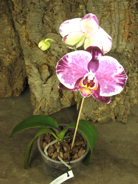 Doritaenopsis Ruey Lih Queen 'ORCHIS'.JPG