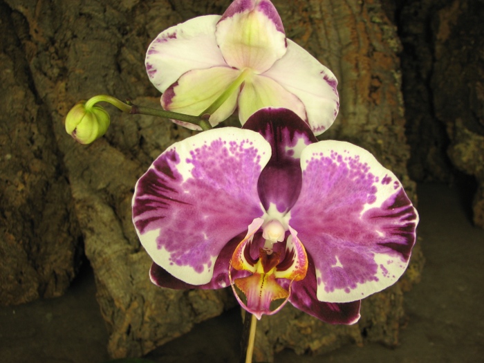 Doritaenopsis Ruey Lih Queen 'ORCHIS'.JPG