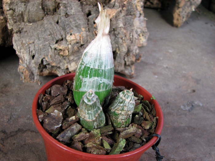 Clowesia dodsoniana.JPG