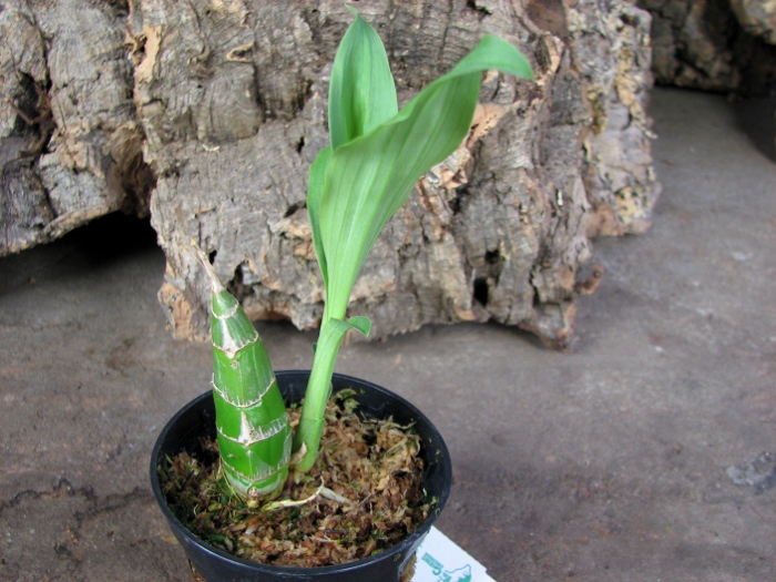 Clowesia Jumbo Grace 'Jumbo Orchids'.JPG