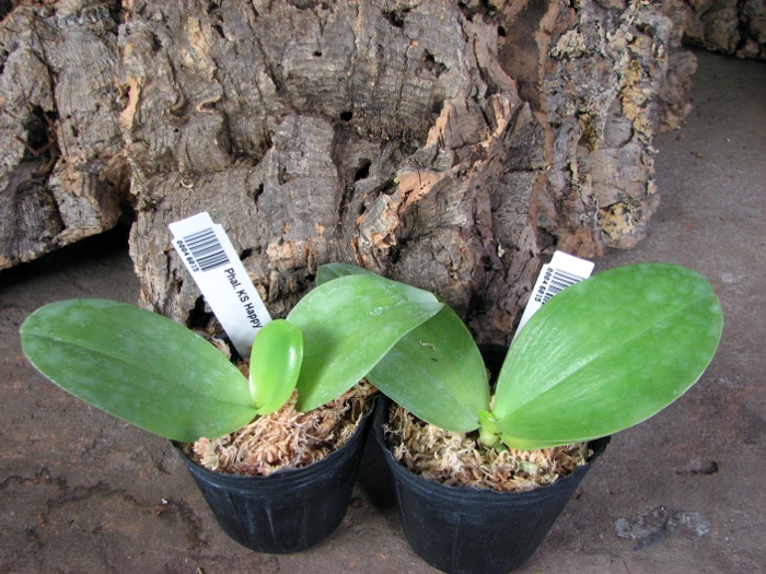 Phalaenopsis KS Happy Eagle.JPG