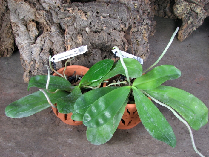 Phalaenopsis amboinensis red spot type.JPG