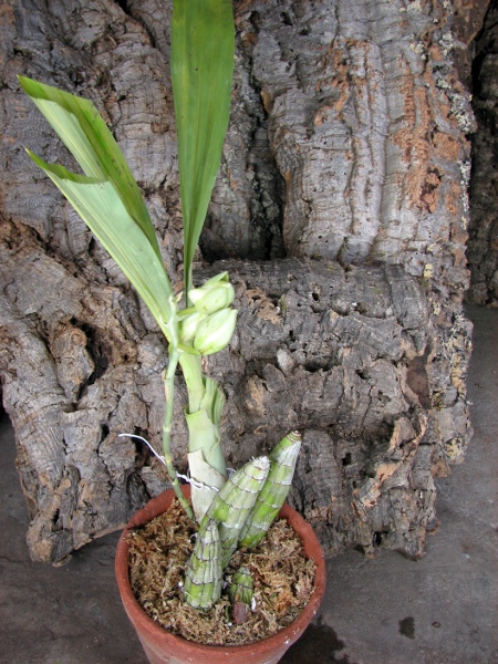 Catasetum expansum.JPG