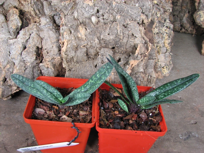 Paphiopedilum armeniacum.JPG