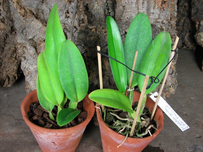 Cattleya gaskelliana coerulea ('Aida' x 'Alexis') x SELF.JPG