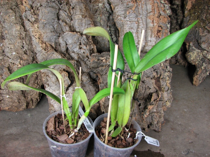 Cattleya jenmanii coerulea 'Pedra Azul' x SELF.JPG