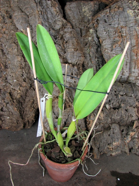 Cattleya labiata coerulea 'Bastiao' x Cattleya labiata coerulea 'Lourival'.JPG