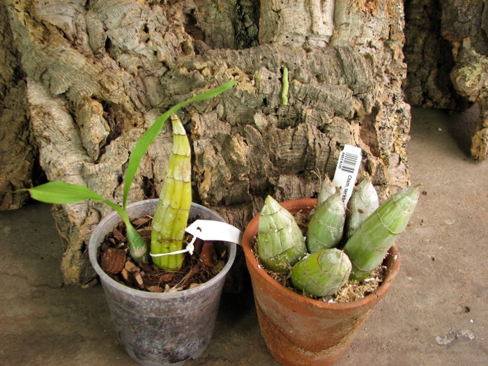 Catasetum tenebrosum.JPG