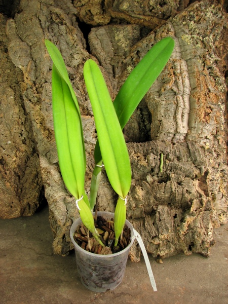 Laelia purpurata schusteriana 'Labelo Negro' x Laelia purpurata schusteriana 'AWZ'.JPG
