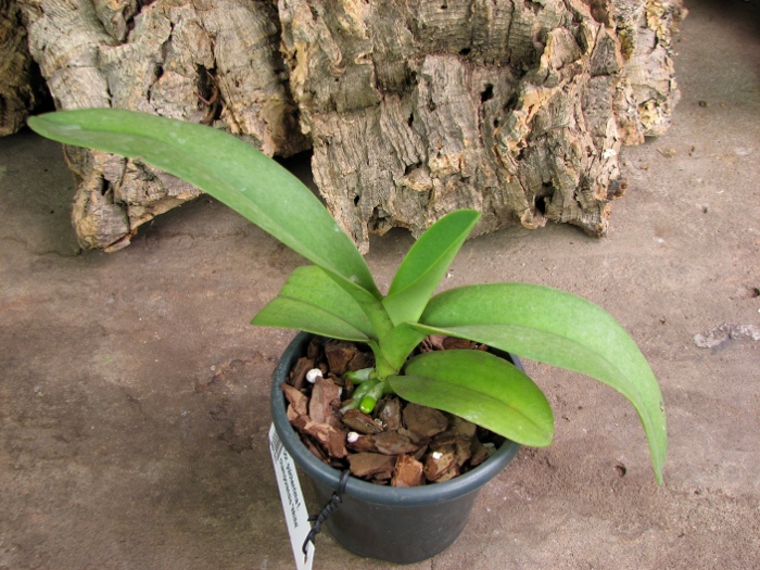 Doritis pulcherrima f. champorensis 'White'.JPG
