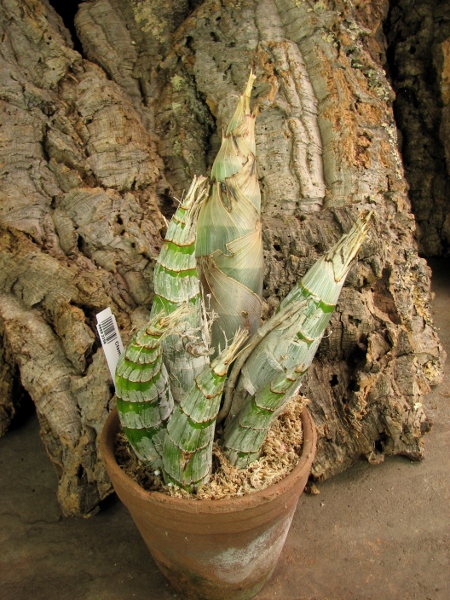 Catasetum incurvum.JPG