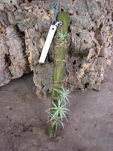 Tillandsia edithae.JPG