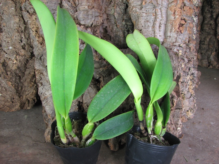 Laeliocattleya Dinard 'Blue Heaven'.JPG